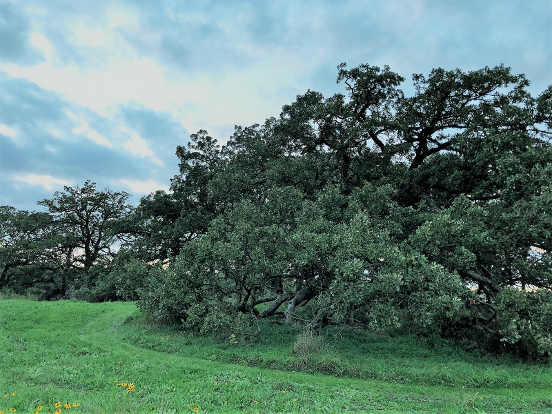 Wolf Oak Square