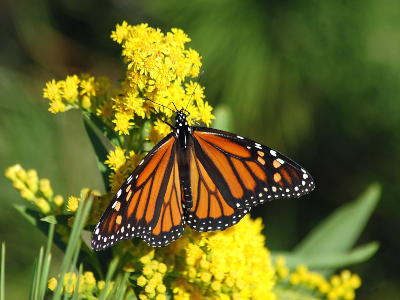 Plant Your Own Monarch Garden