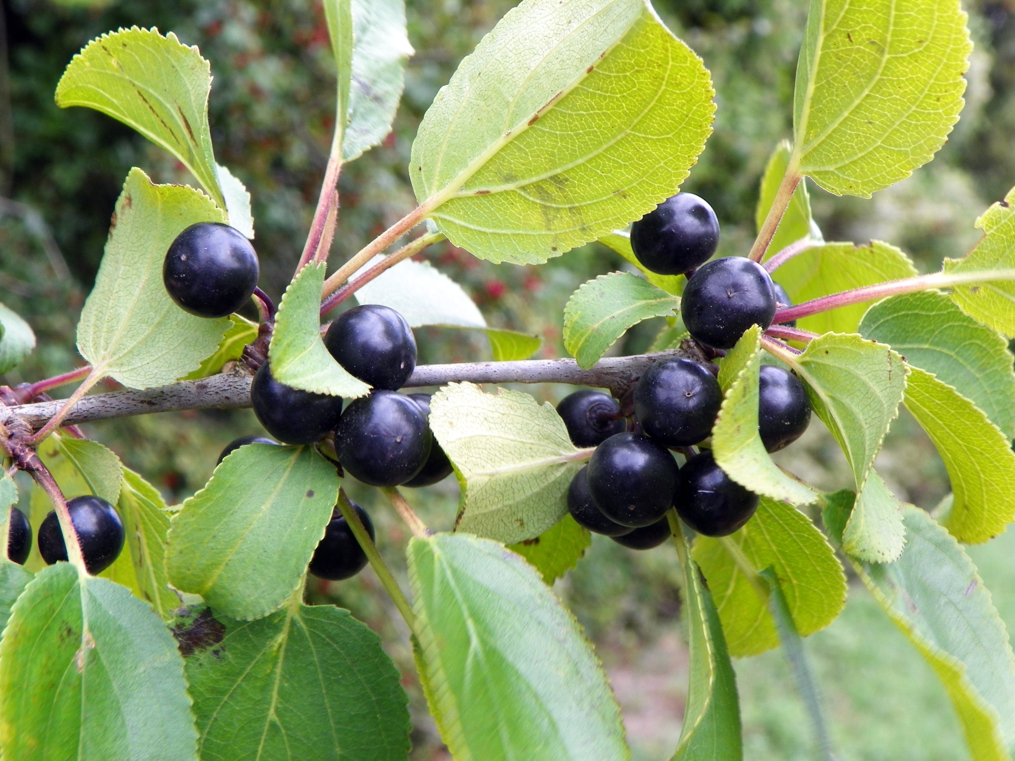buckthorn berries
