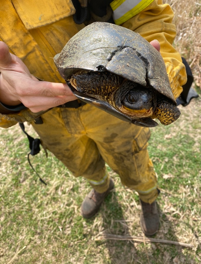 Blanding's Turtle on a TLC site