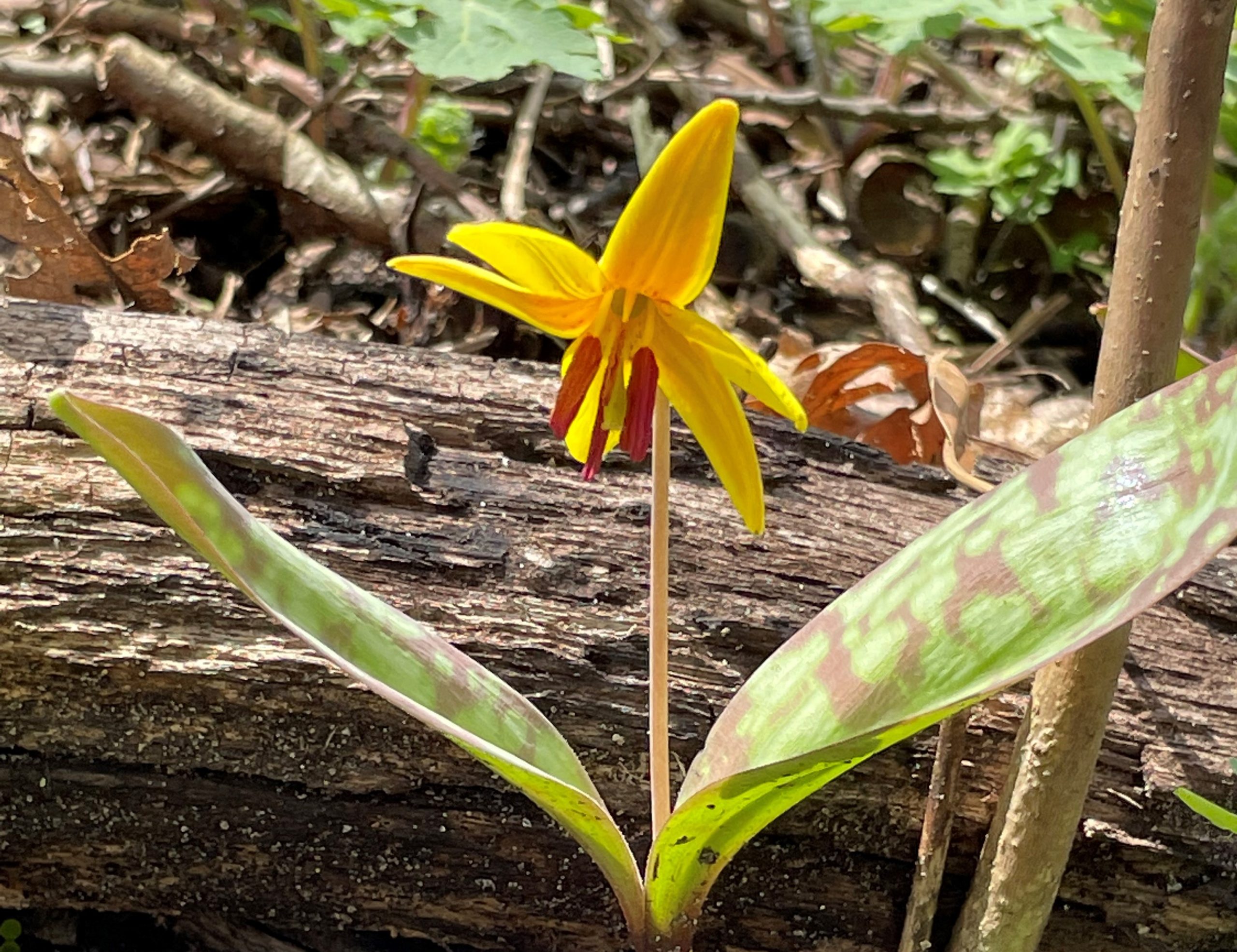 Yellow trout lily against a log