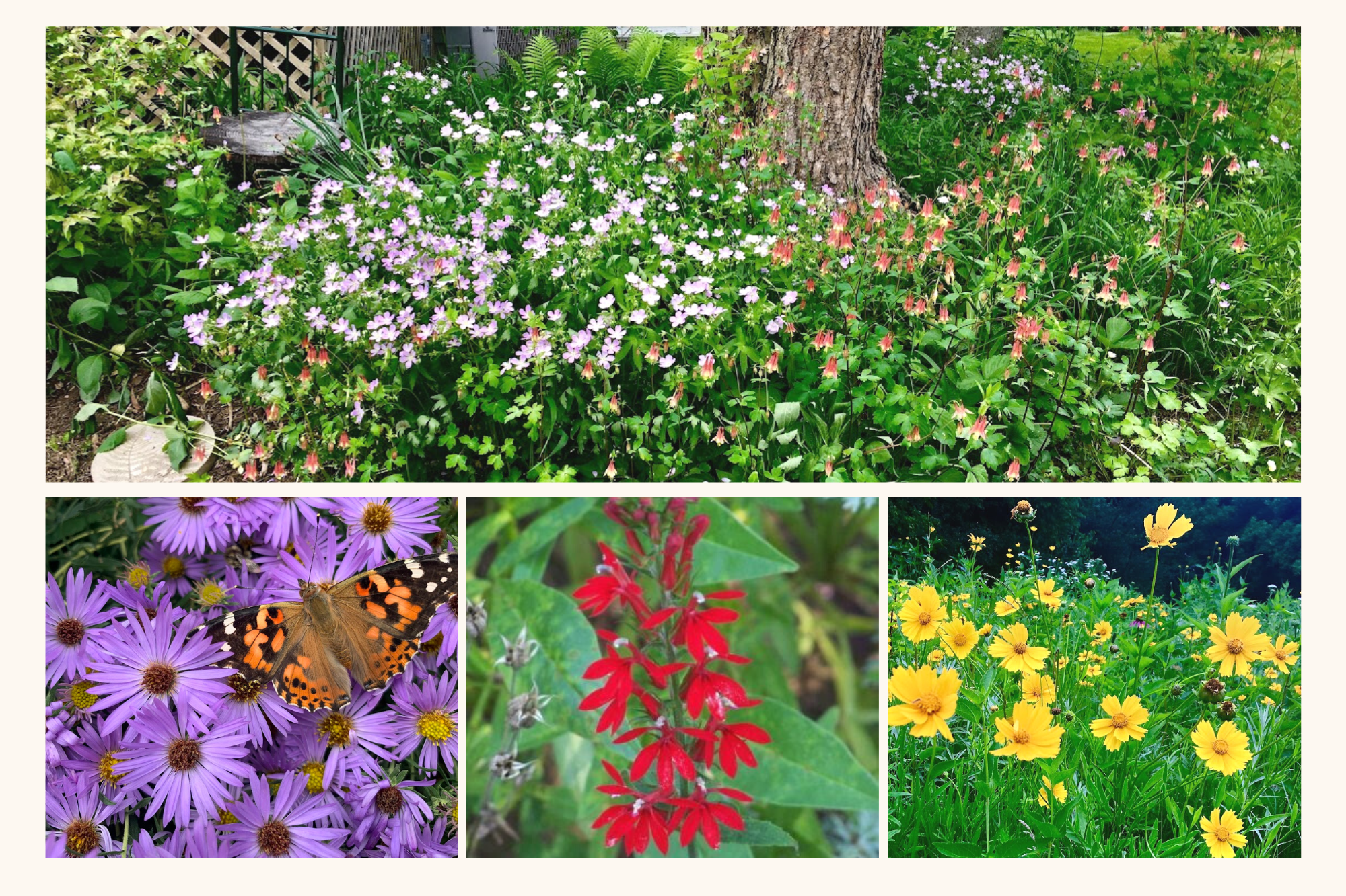 A collage of native plants
