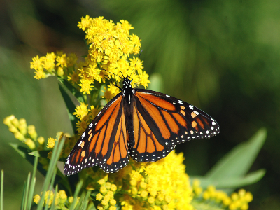 A monarch on a yellow native plant