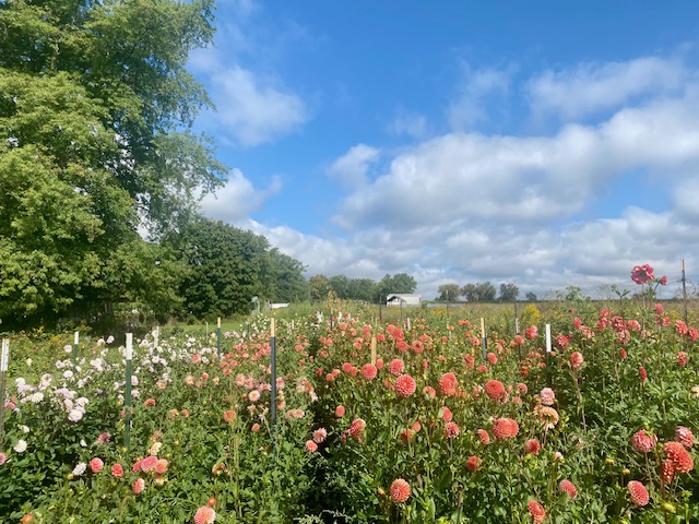 A field of flowers