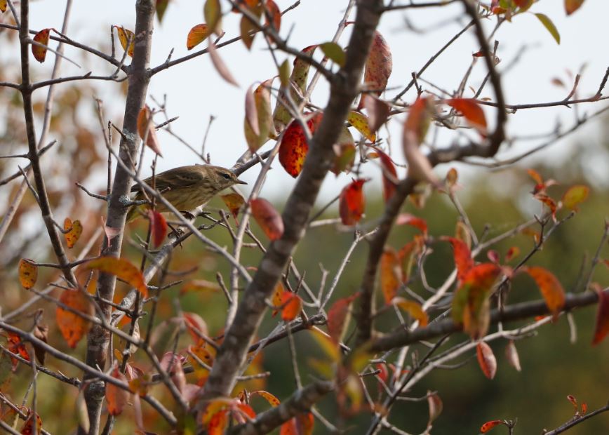 Warbler on a branch