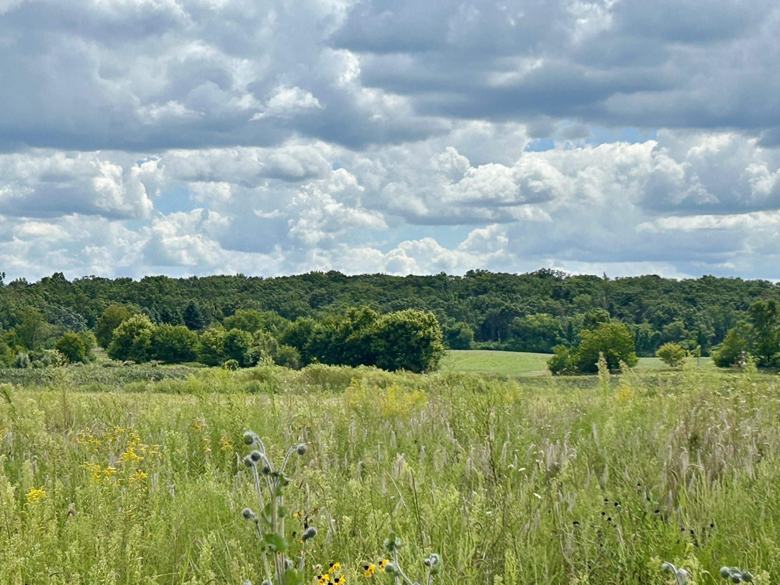 Prairie at Thompson Road Preserve with trees in the background and a blue sky with clouds