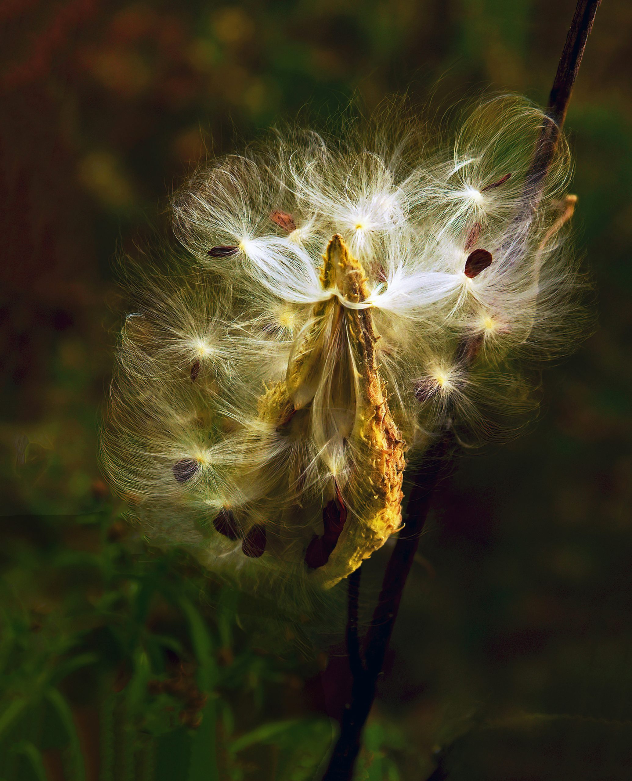 A photo of milkweed