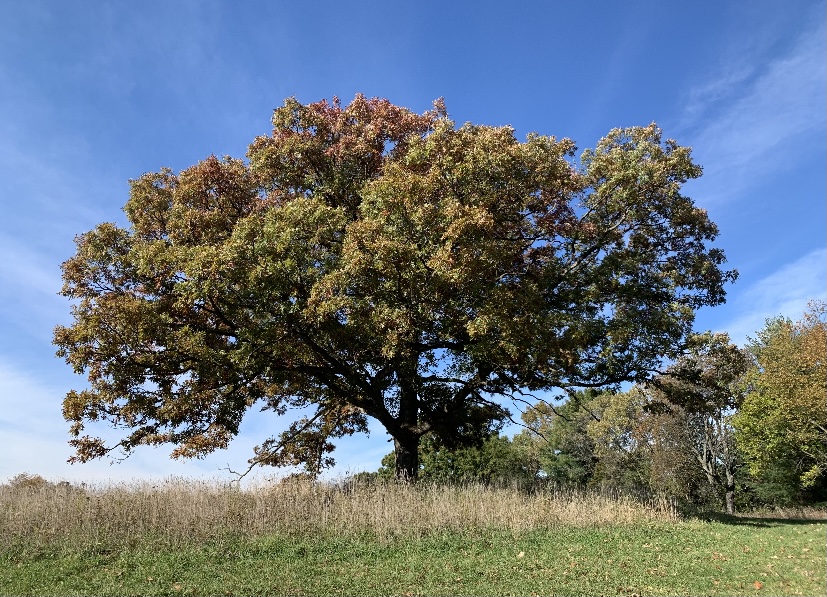 A large oak tree, blue sky