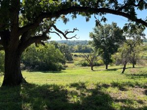 Oak trees on a rolling landscape