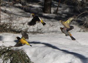 Four evening grosbeaks birds