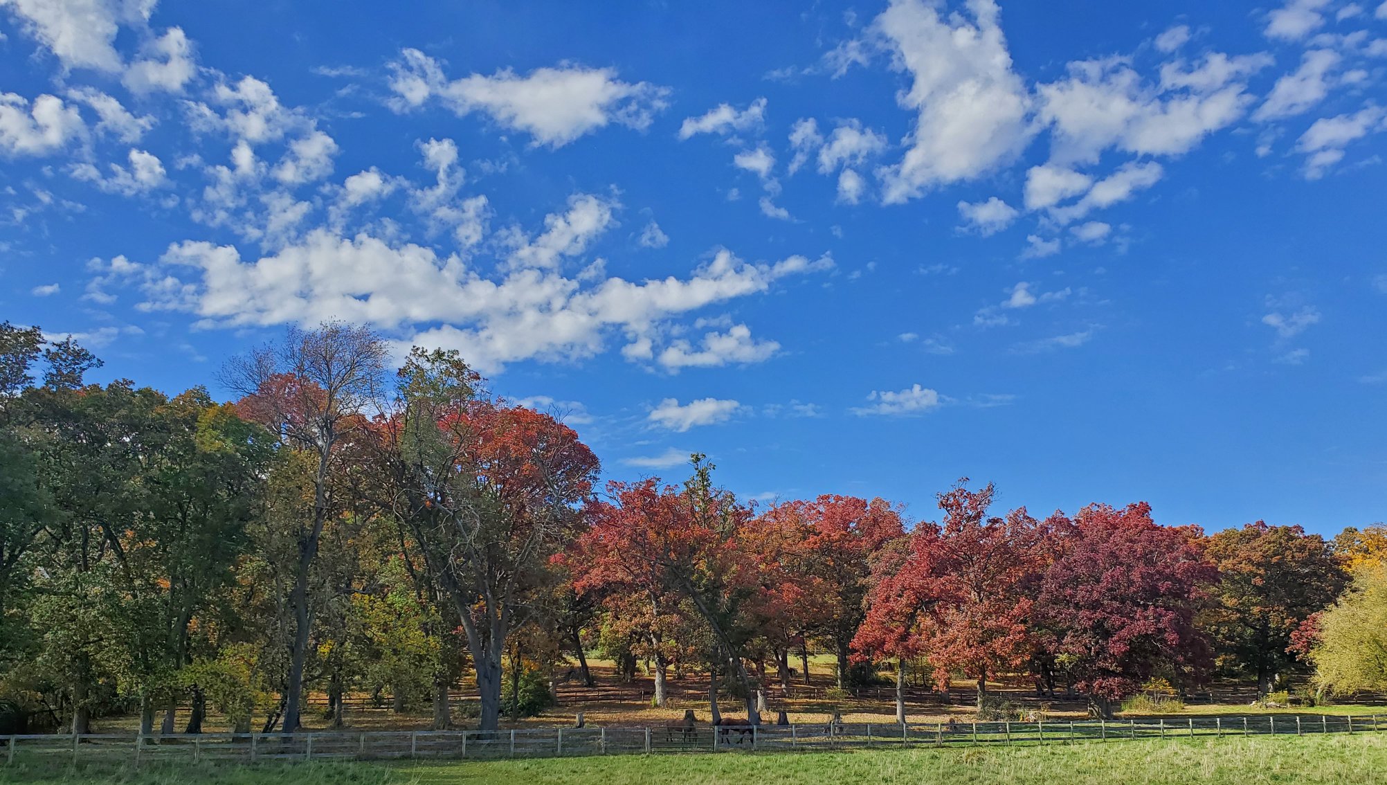 Trees in autumn