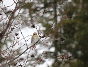 A redpoll bird siting in a tree