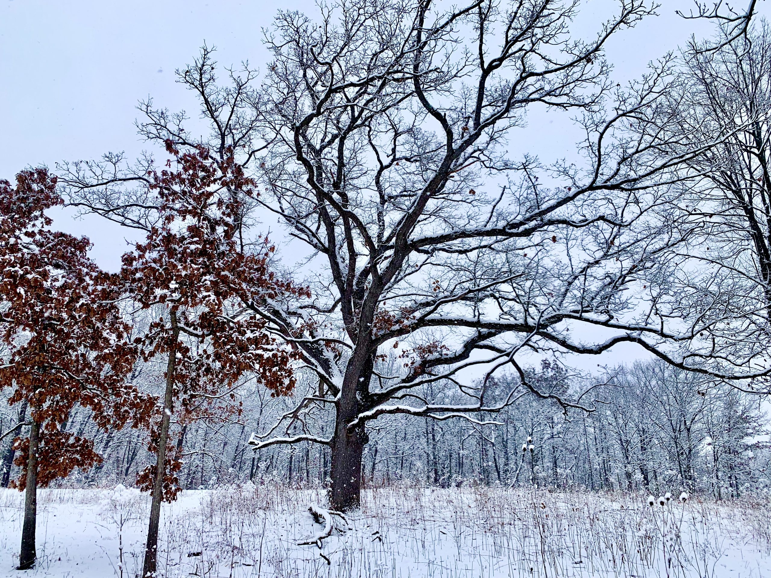 A snow covered forest - Boloria Meadows in winter