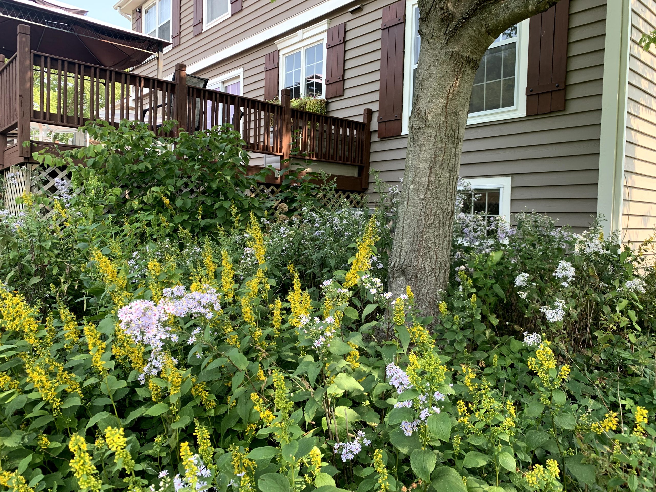 A native shade garden next to a house.