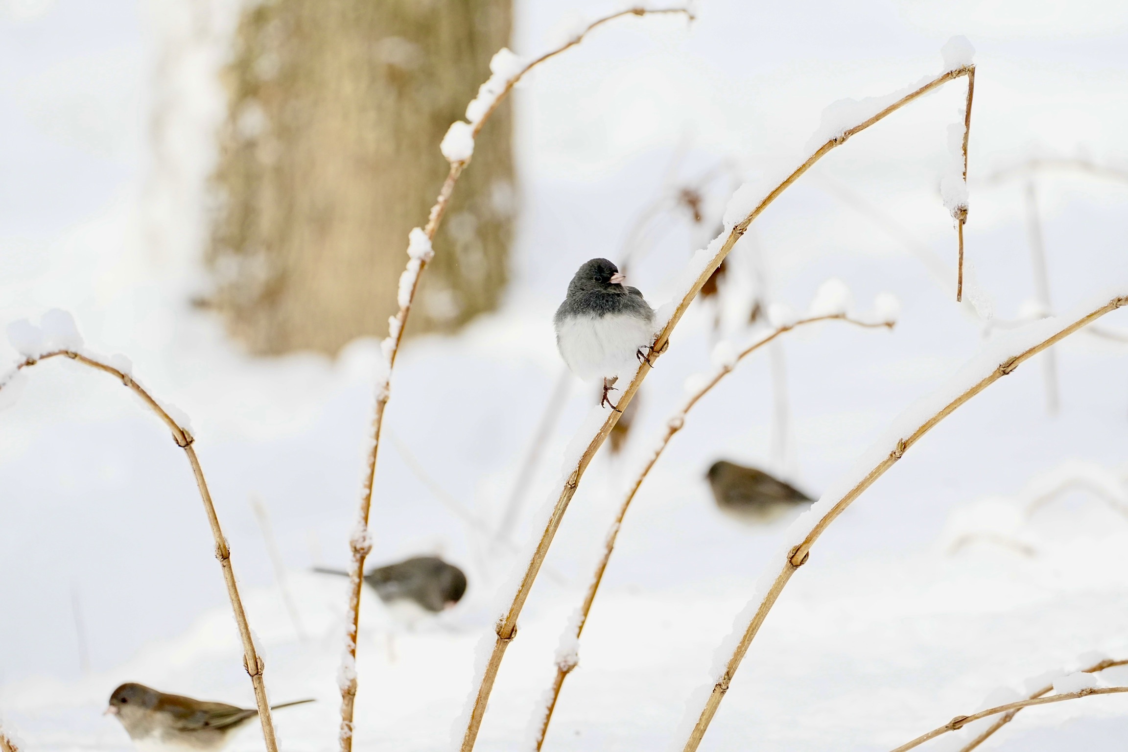 Juncos on a bush with snow in the background.