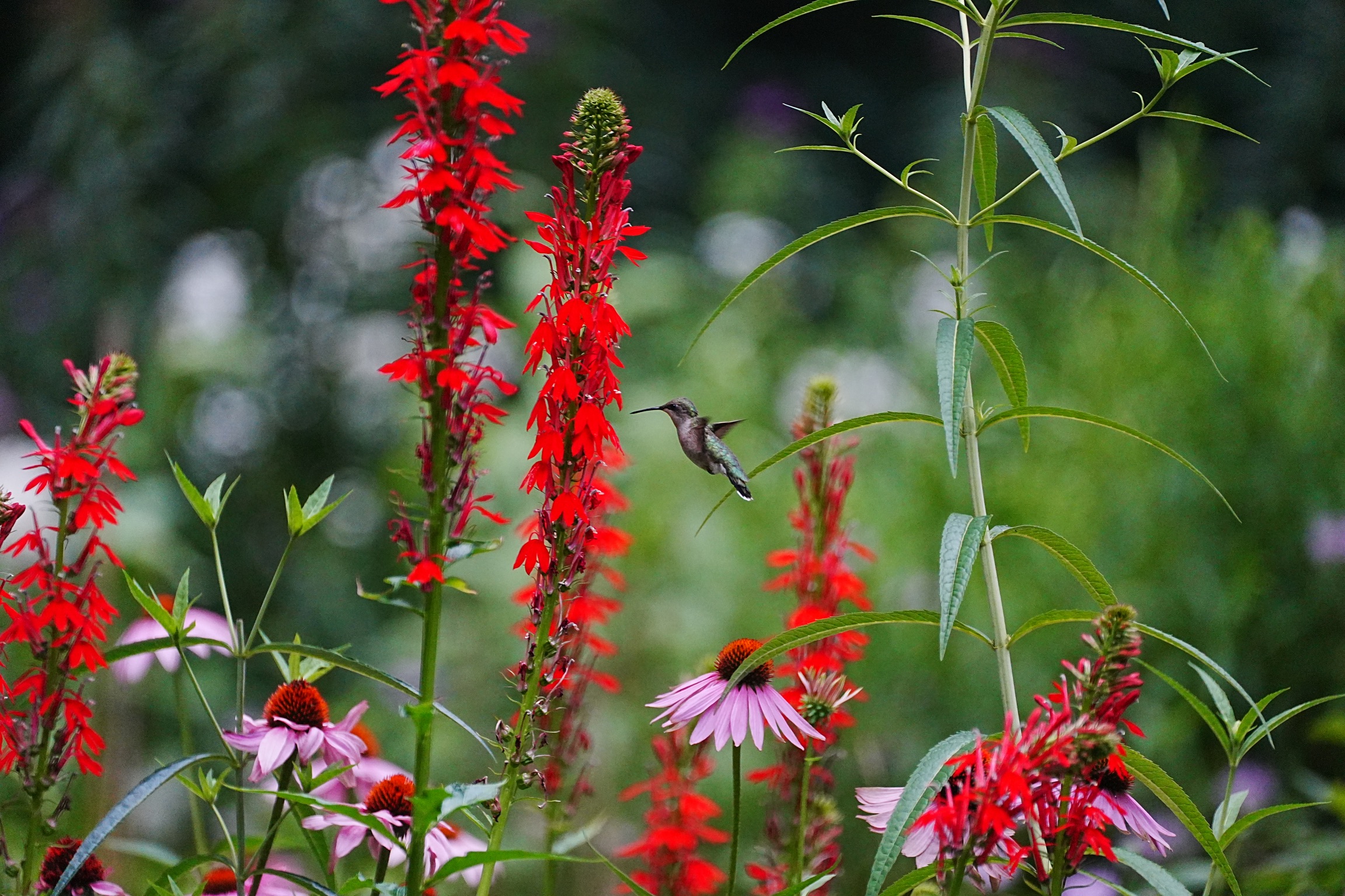 A colorful garden with a hummingbird