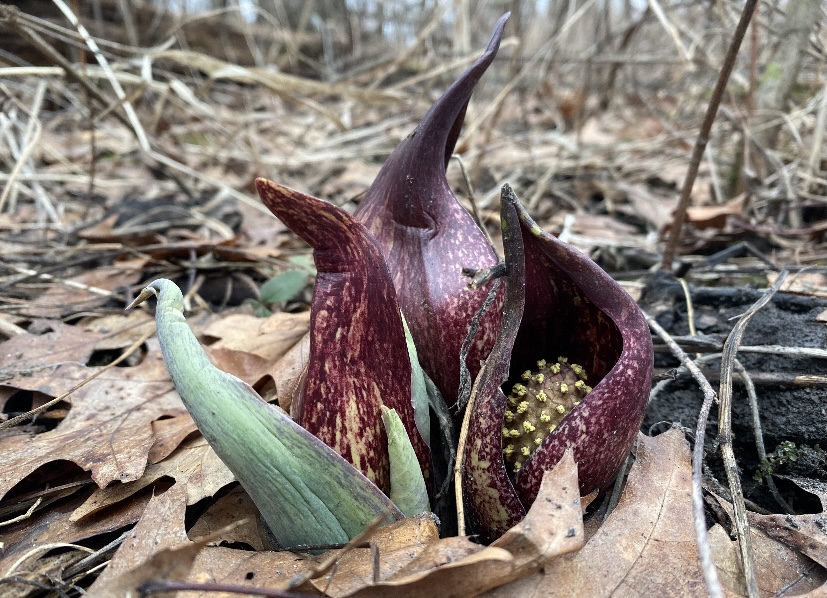 Skunk cabbage in early spring