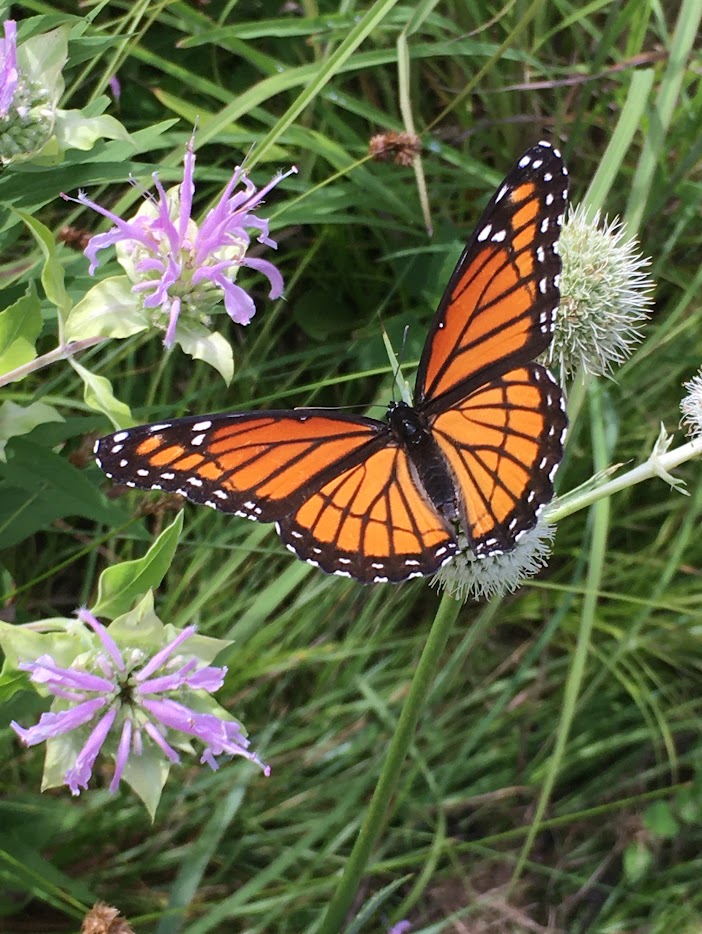 A monarch on monarda