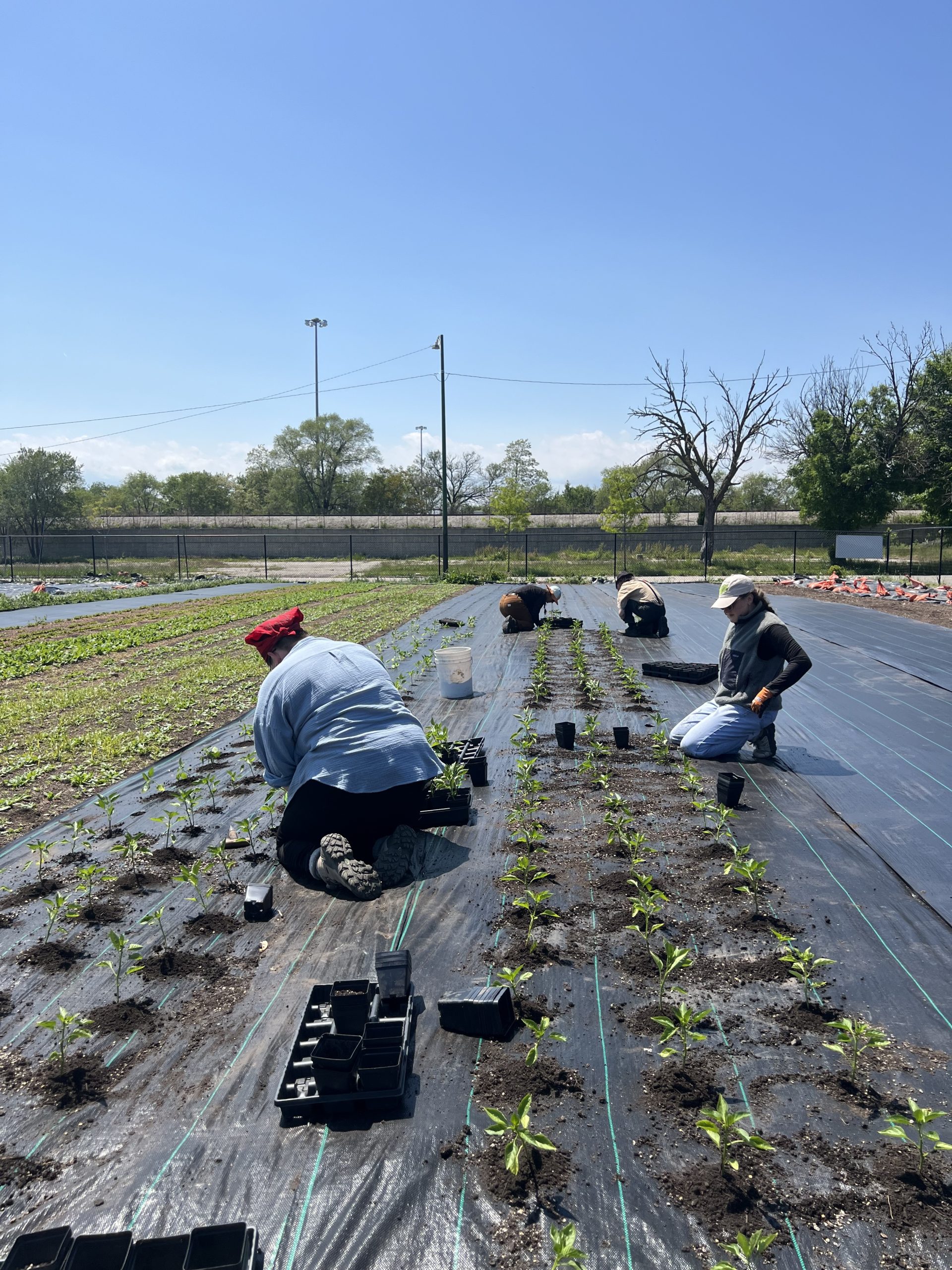 Betsy Zarko with cabbage