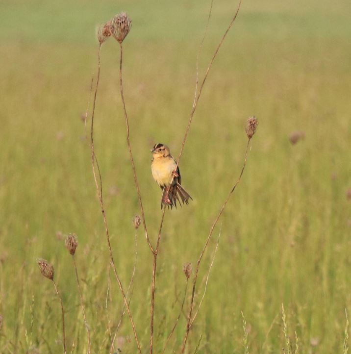 A bird in grasses