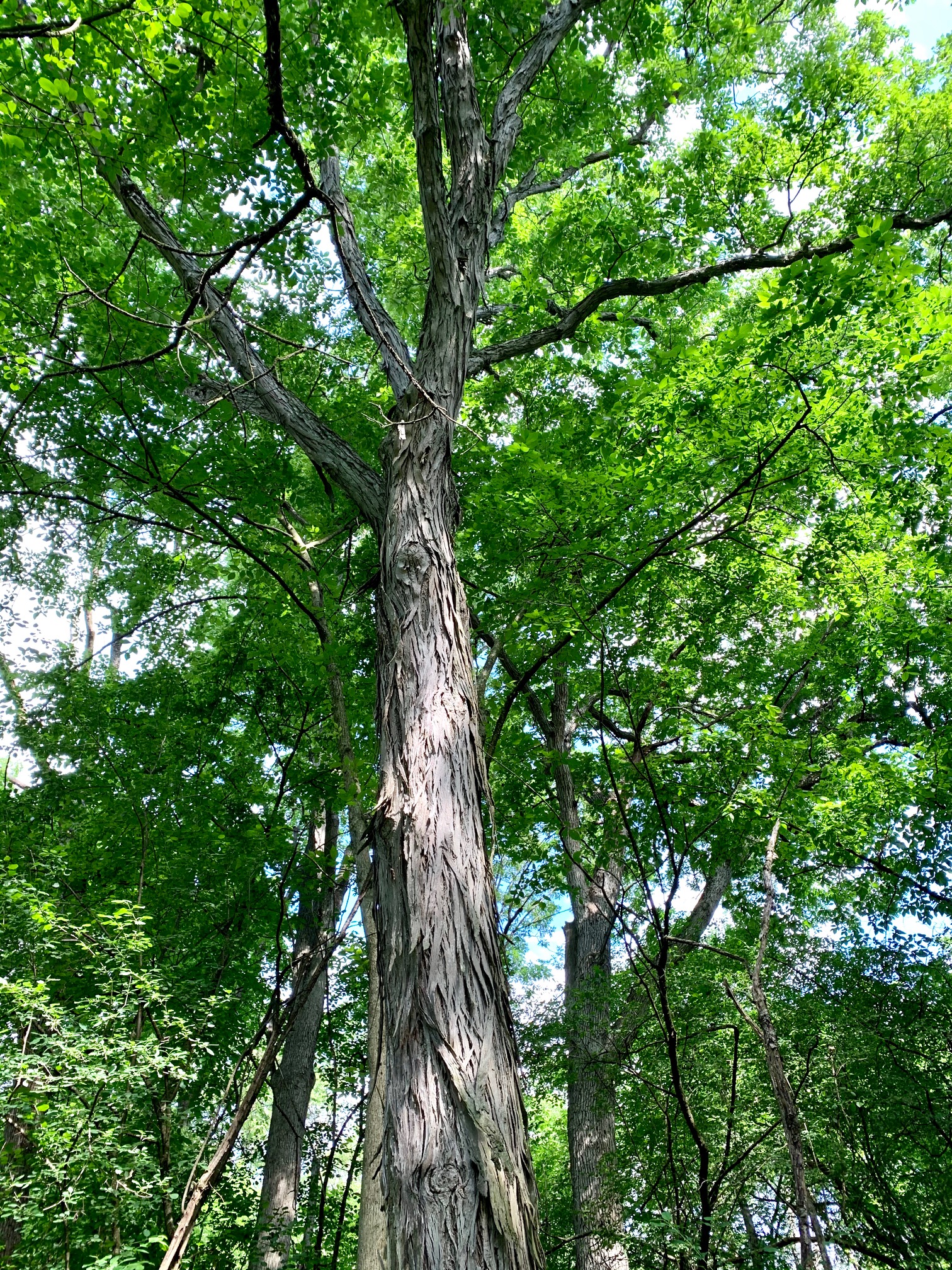 Tall shagbark hickory