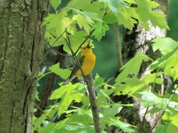 A yellow warlber on a branch