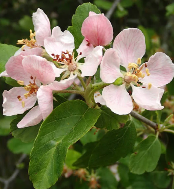 Pink flowers on a native prairie crab apple tree