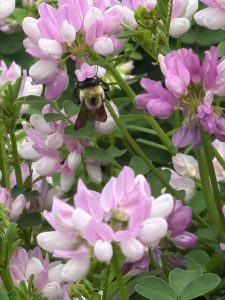 Invasive crownvetch with a bumblebee