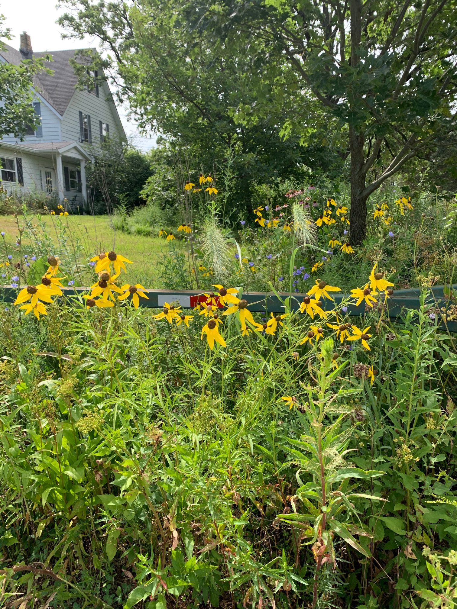 Wildflowers at Hennen Conservation area, home of The Land Conservancy, in Woodstock, IL