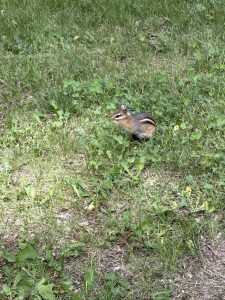 A chipmunk in short grass. 