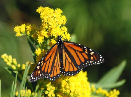 A monarch on yellow flowers