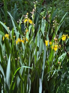 Yellow orchids