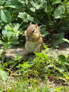 A chubby upright chipmunk