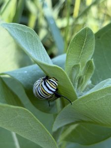 A monarch caterpillar on milkweed