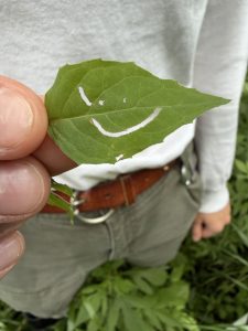 A leaf that looks like a smiling face