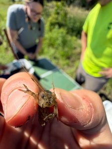A small aquatic creature held in hand.