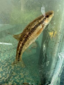 A small fish at Gateway Park