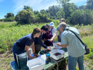A group outdoors studying fish in wataer in tubs.