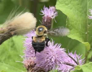 Bumblebee on purple flowers