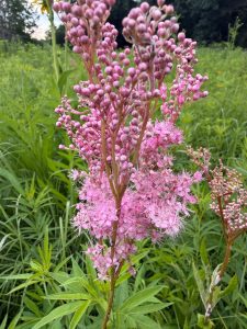 The native plant Queen of the Prairie