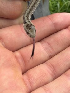 DeKay's brownsnake at Boloria Meadows