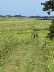 Two bison in a field at a distance. 