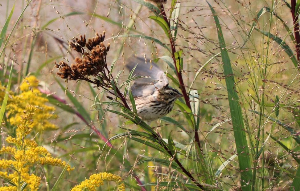 Savannah sparrow