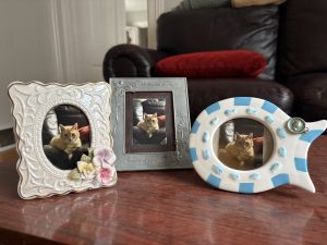 Three framed photos of Spock the TLC office cat. 