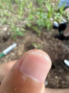 A tiny snail on a thumb