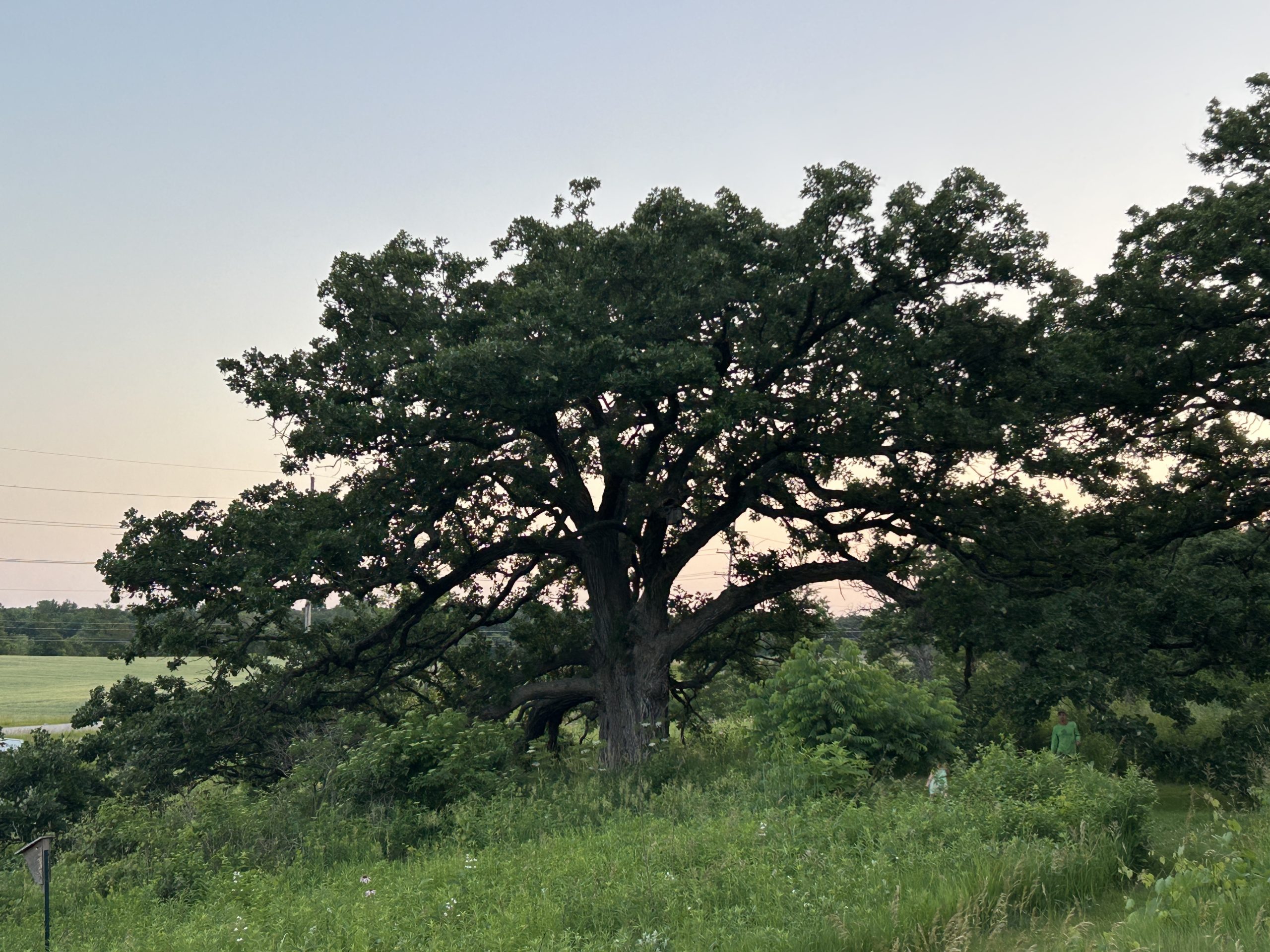 The Wolf Oak tree in Woodstock, IL at dusk