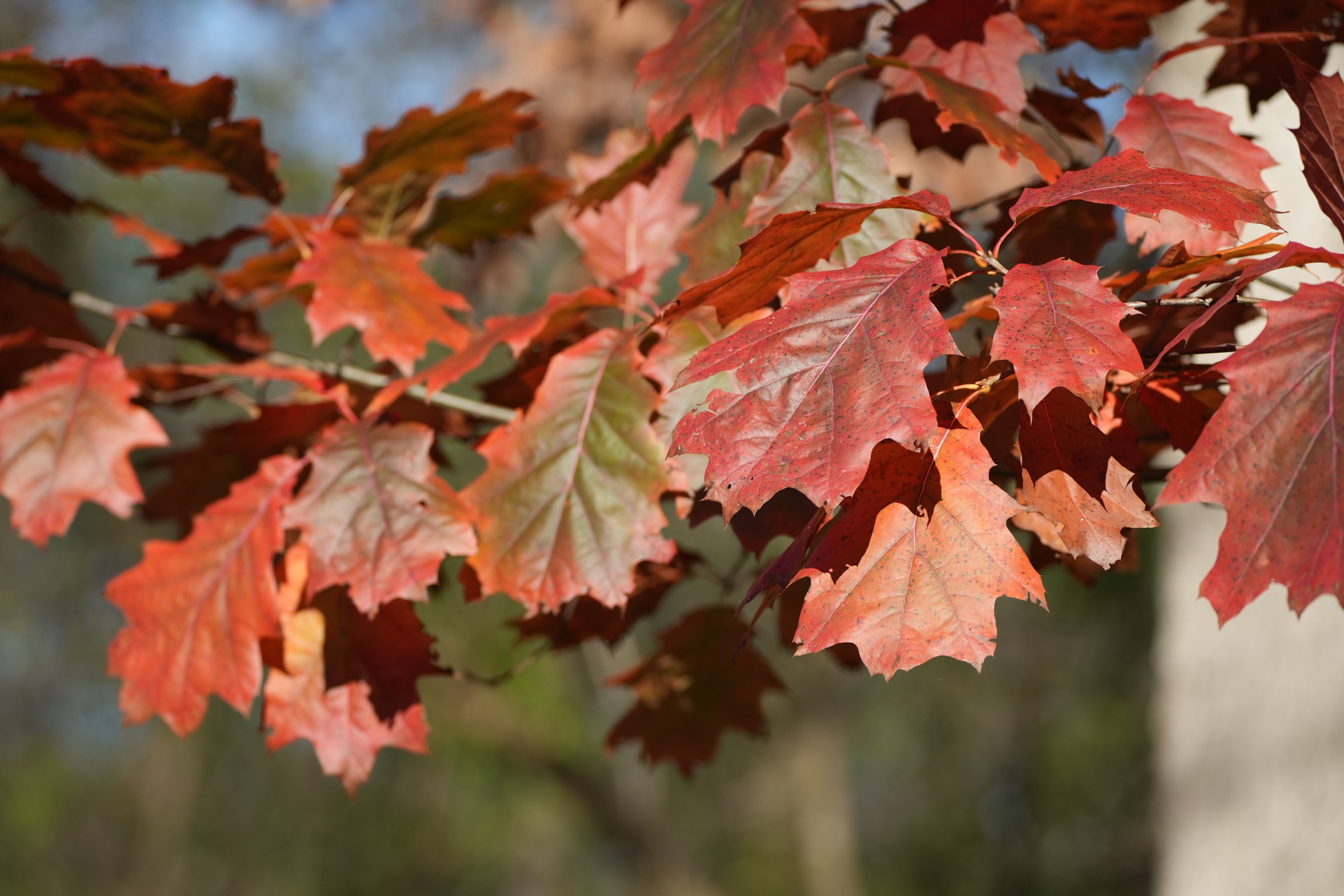 Fall red oak leaves