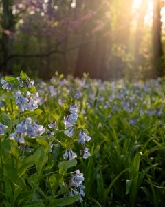 Flowers at Wingate Conservation Easement in Crystal Lake IL 