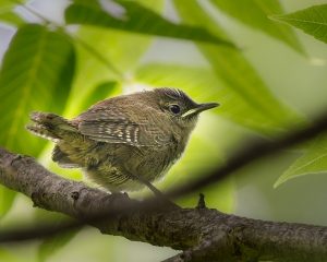A bird in a tree at Ryders Woods Woodstock