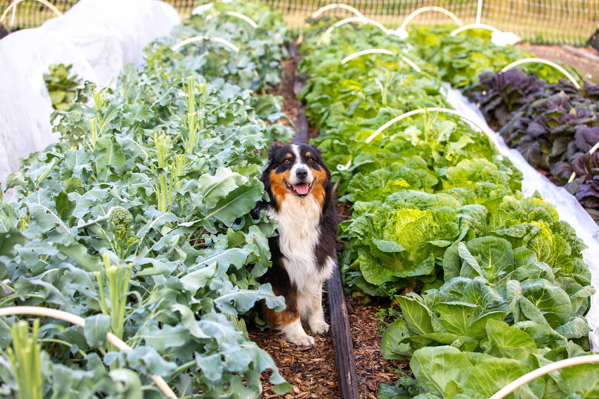 A dog amongst rows of lettuce